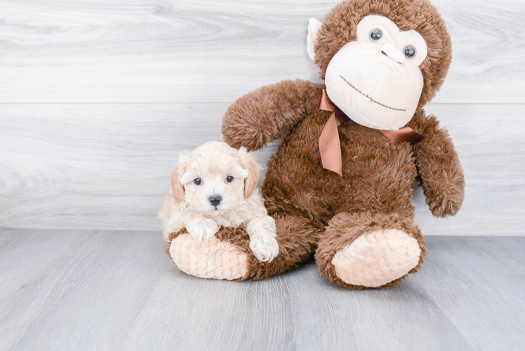 Sweet Maltipoo Baby