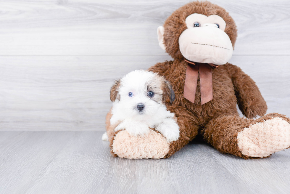 Shorkie Pup Being Cute