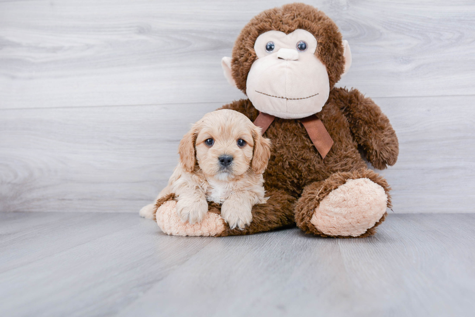 Happy Cavapoo Baby