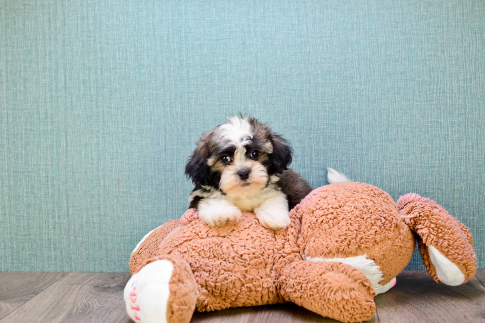 Havanese Puppy for Adoption