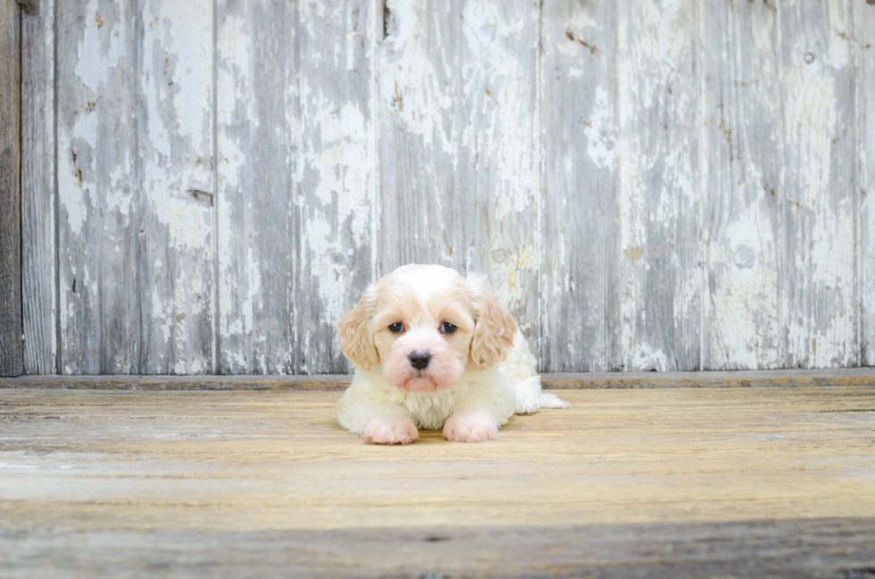 Cavachon Puppy for Adoption