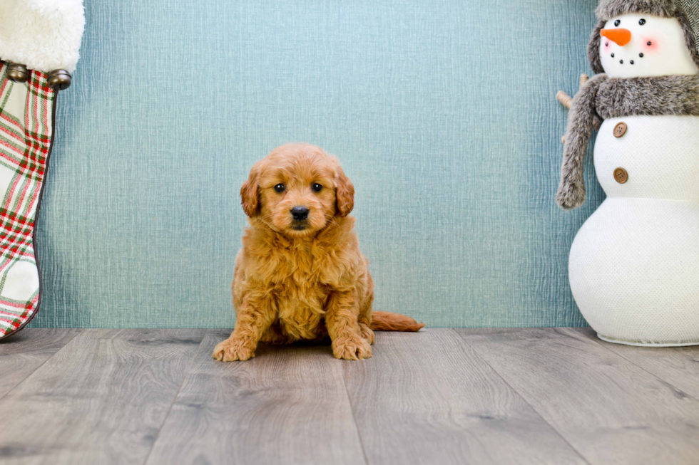 Best Mini Goldendoodle Baby