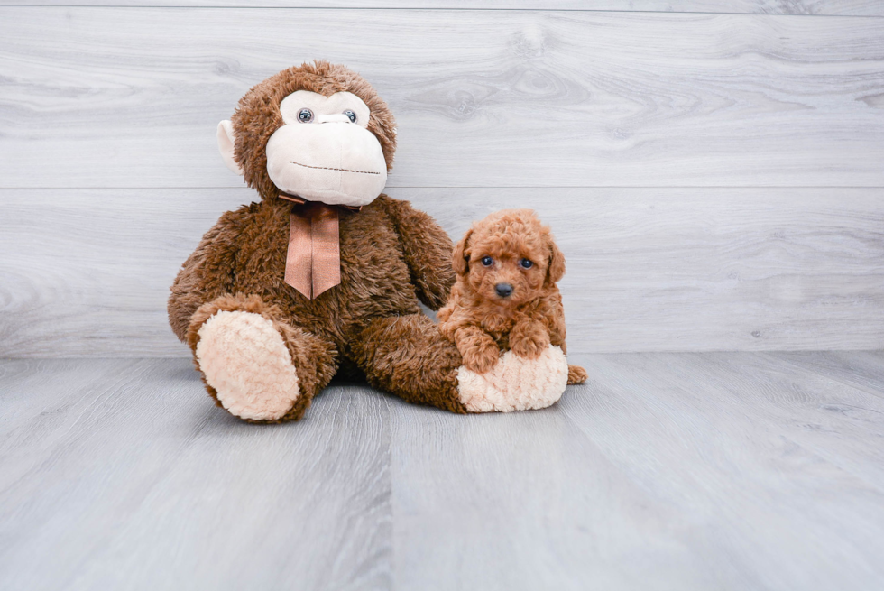 Friendly Poodle Baby