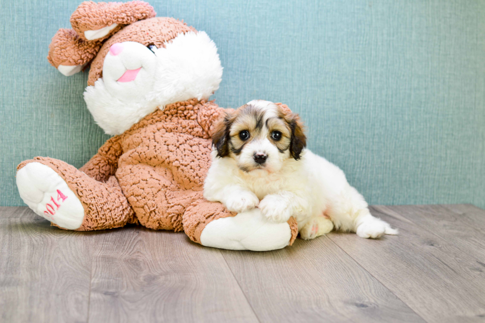 Best Cavachon Baby