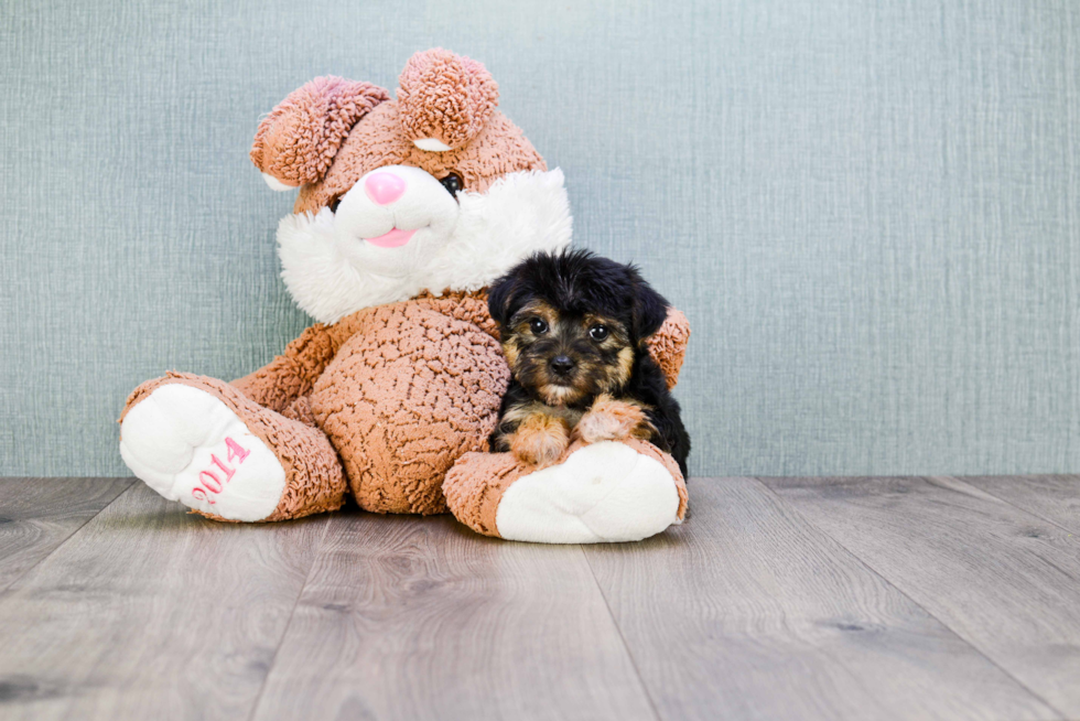 Cute Morkie Baby