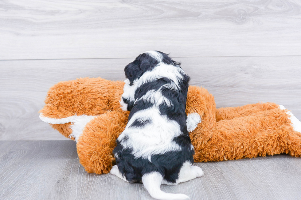 Popular Cavalier King Charles Spaniel Purebred Pup