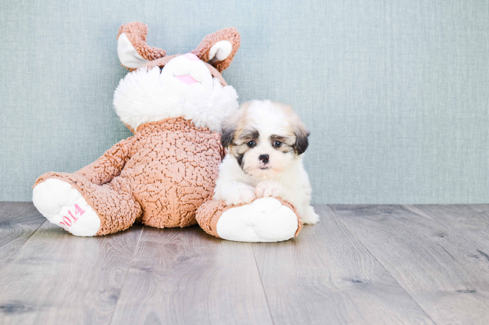 Popular Teddy Bear Designer Pup