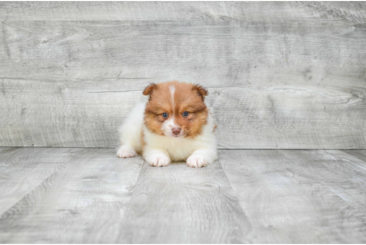 Hypoallergenic Pomeranian Baby