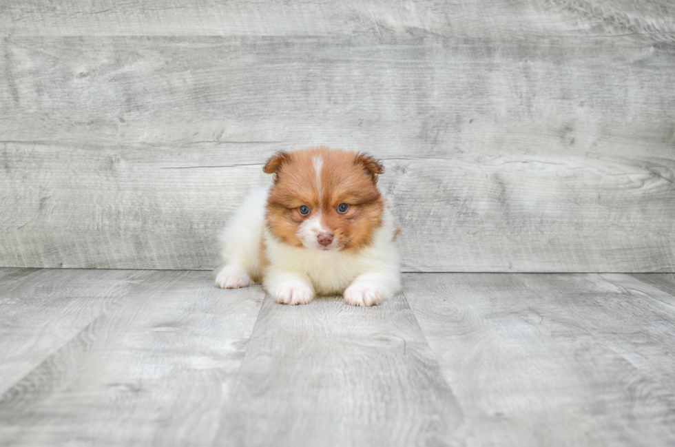 Hypoallergenic Pomeranian Baby