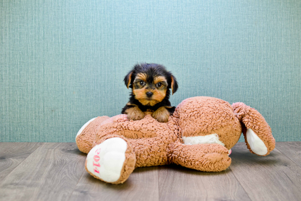 Meet Izzie - our Yorkshire Terrier Puppy Photo 