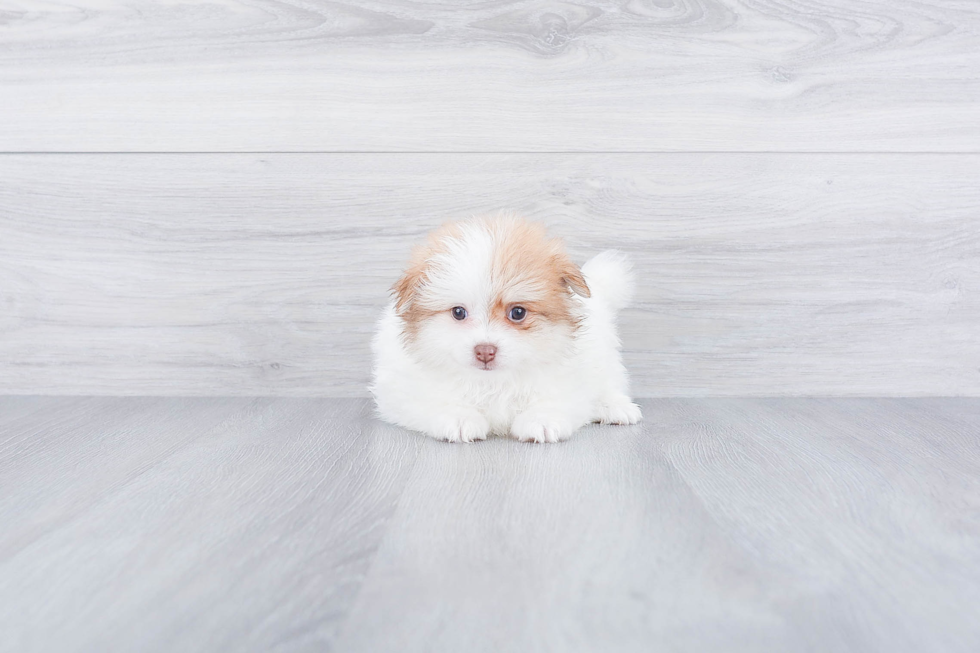 Energetic Pomeranian Purebred Puppy