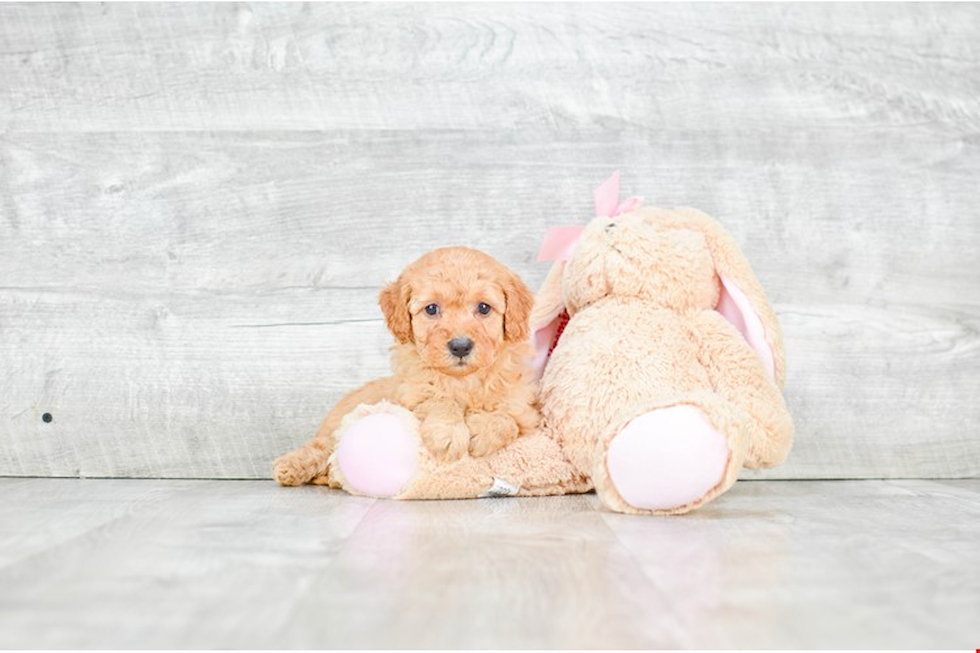 Little Golden Retriever Poodle Mix Puppy