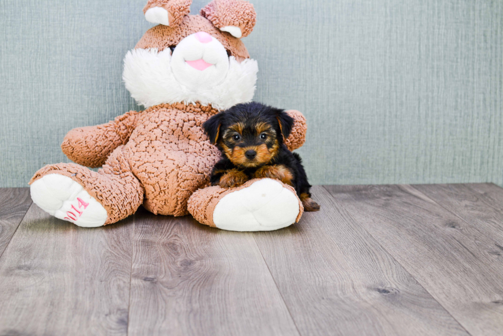 Meet Bella - our Yorkshire Terrier Puppy Photo 