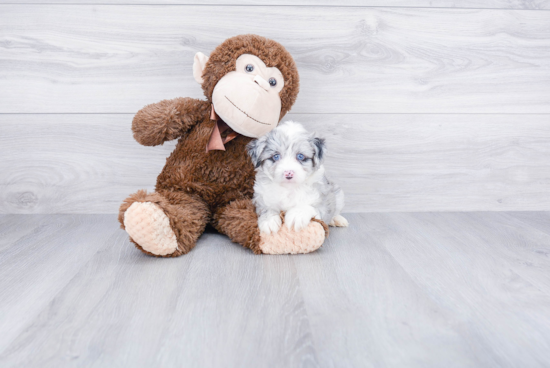 Cute Mini Aussiedoodle Baby