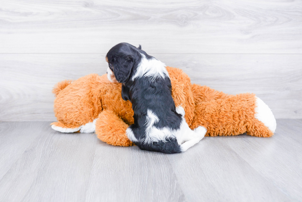 Happy Cavalier King Charles Spaniel Purebred Puppy