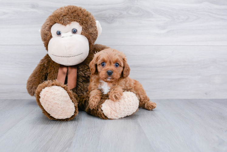 Cavapoo Pup Being Cute