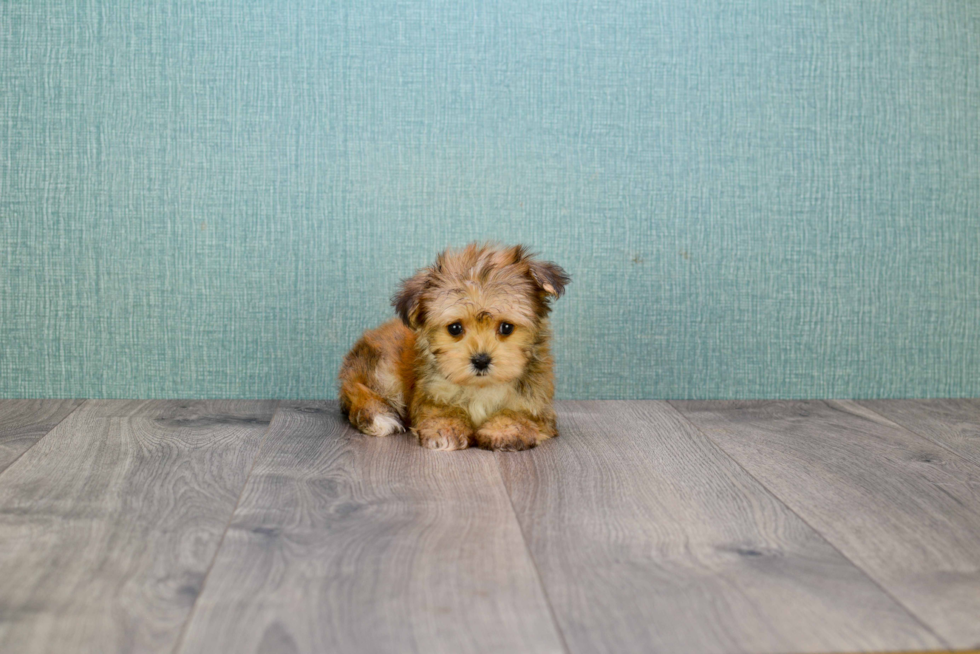 Morkie Pup Being Cute