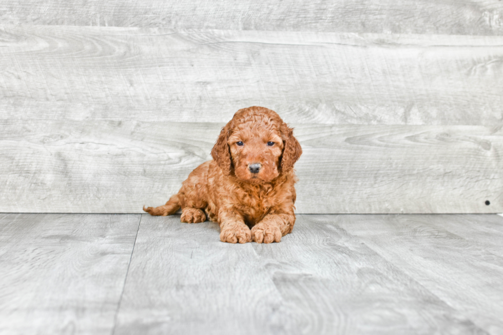 Petite Mini Goldendoodle Poodle Mix Pup