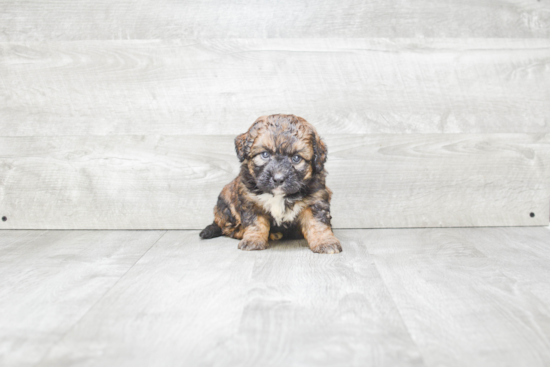 Popular Mini Bernedoodle Poodle Mix Pup