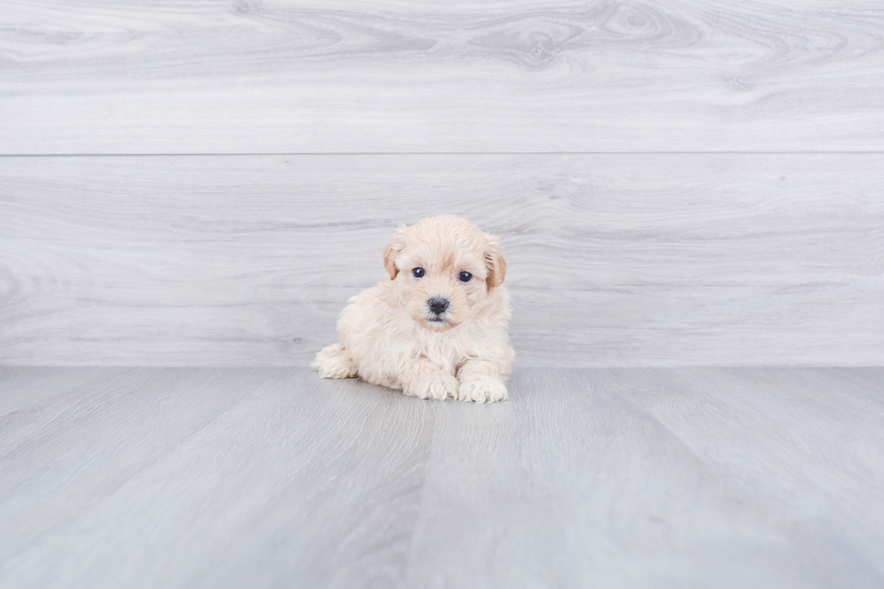 Maltipoo Pup Being Cute