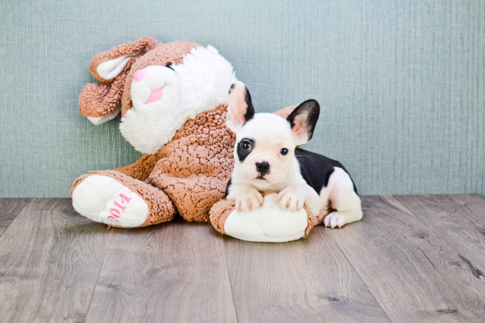 Adorable Frenchie Purebred Puppy