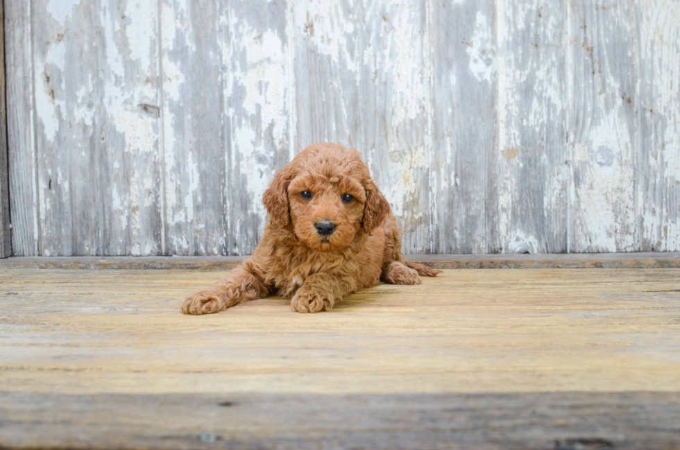 Sweet Mini Goldendoodle Baby