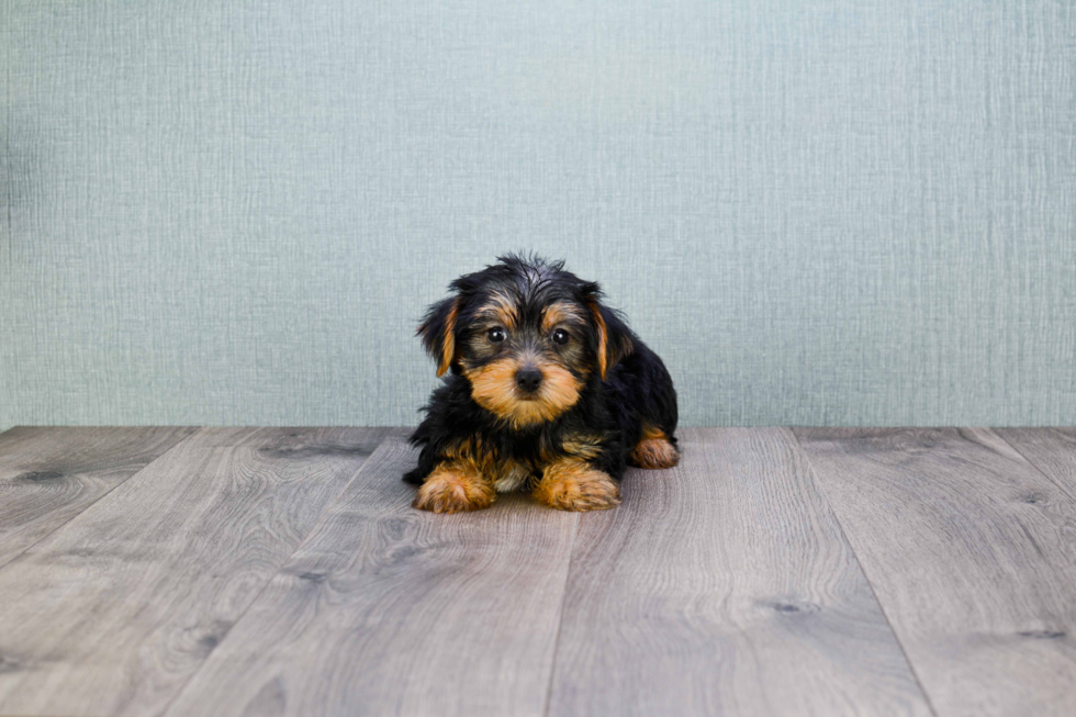 Meet Snickers - our Yorkshire Terrier Puppy Photo 