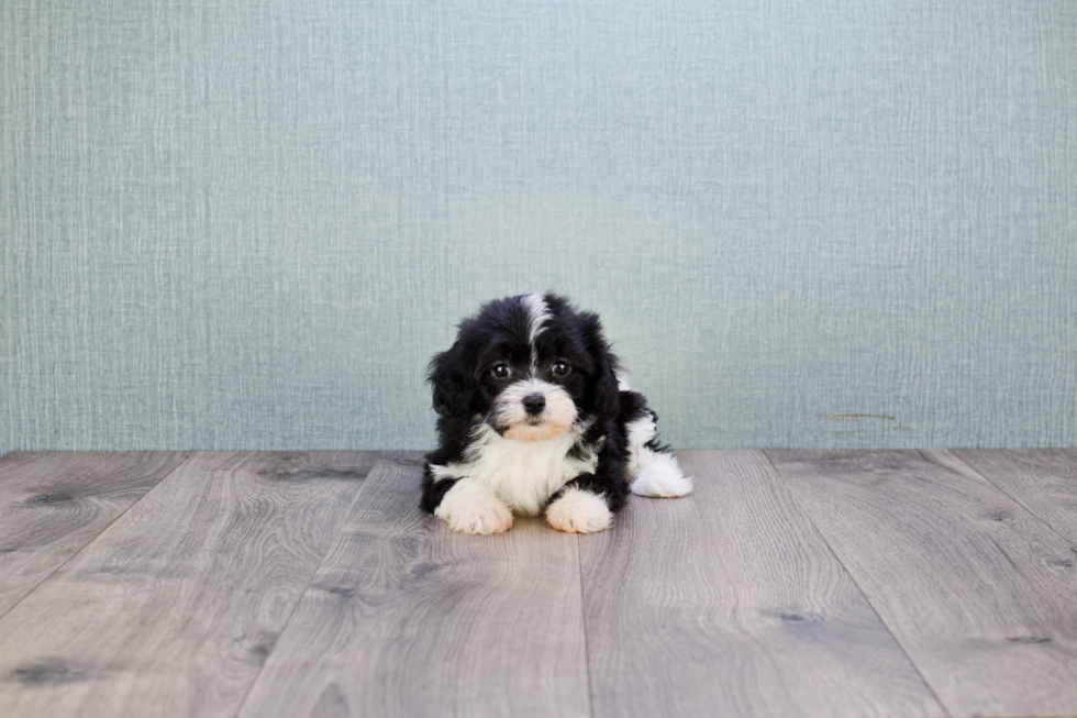 Cavapoo Pup Being Cute