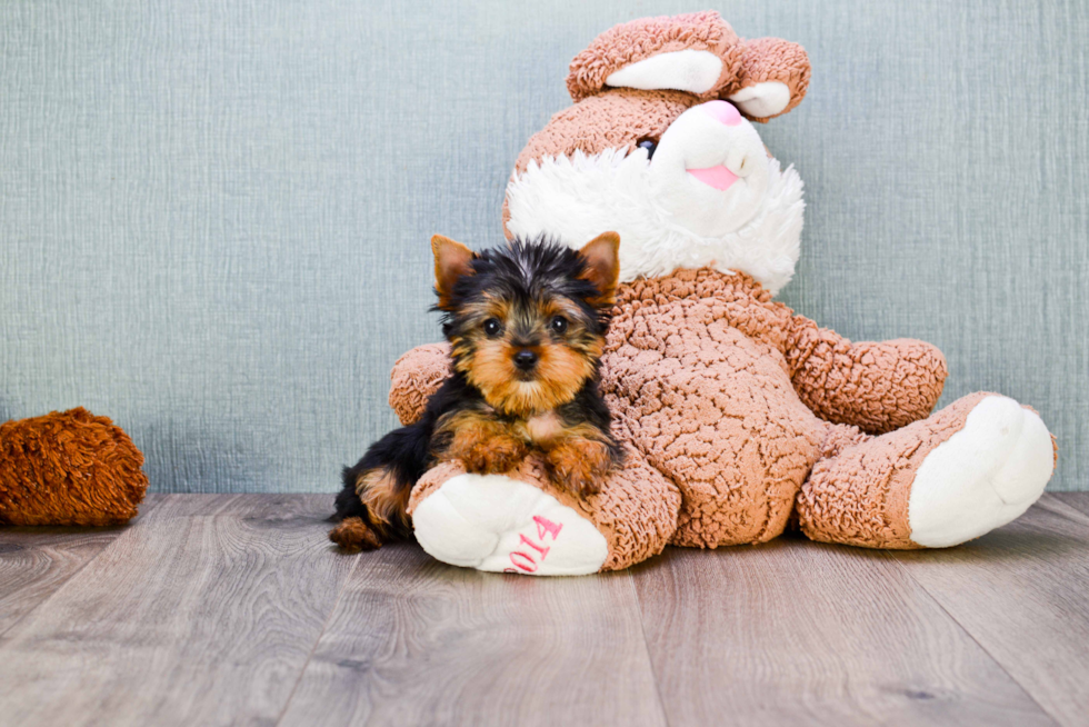 Meet Beckham - our Yorkshire Terrier Puppy Photo 