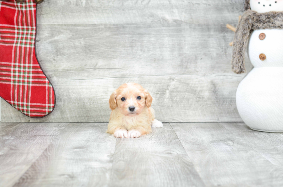 Cavachon Puppy for Adoption