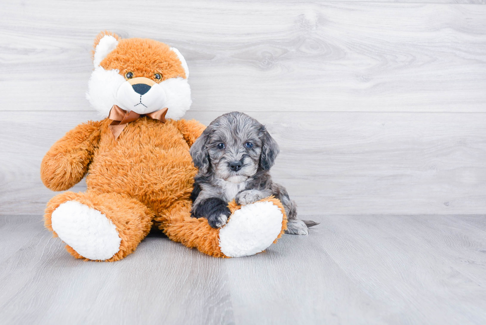 Best Mini Goldendoodle Baby