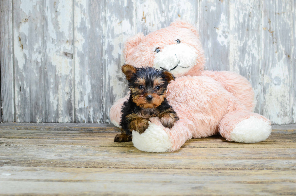 Meet Sheena - our Yorkshire Terrier Puppy Photo 