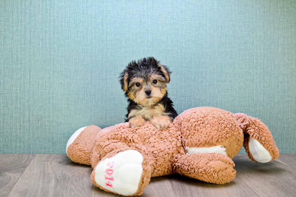 Morkie Pup Being Cute