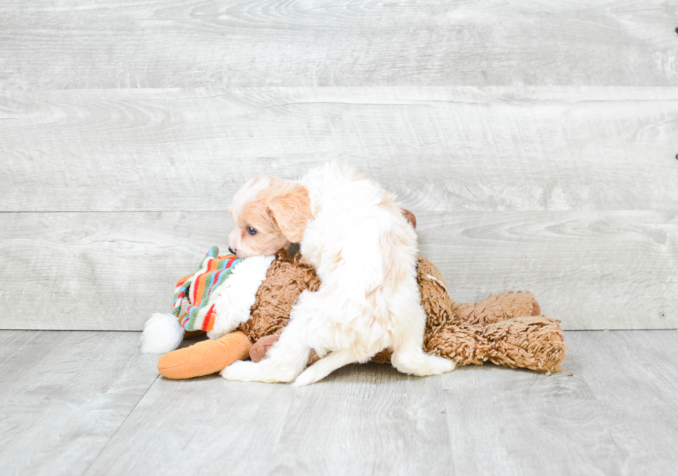 Hypoallergenic Cavalier Designer Puppy