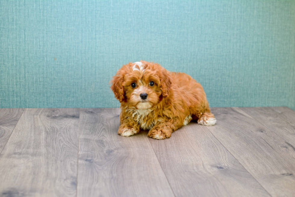 Cavapoo Puppy for Adoption