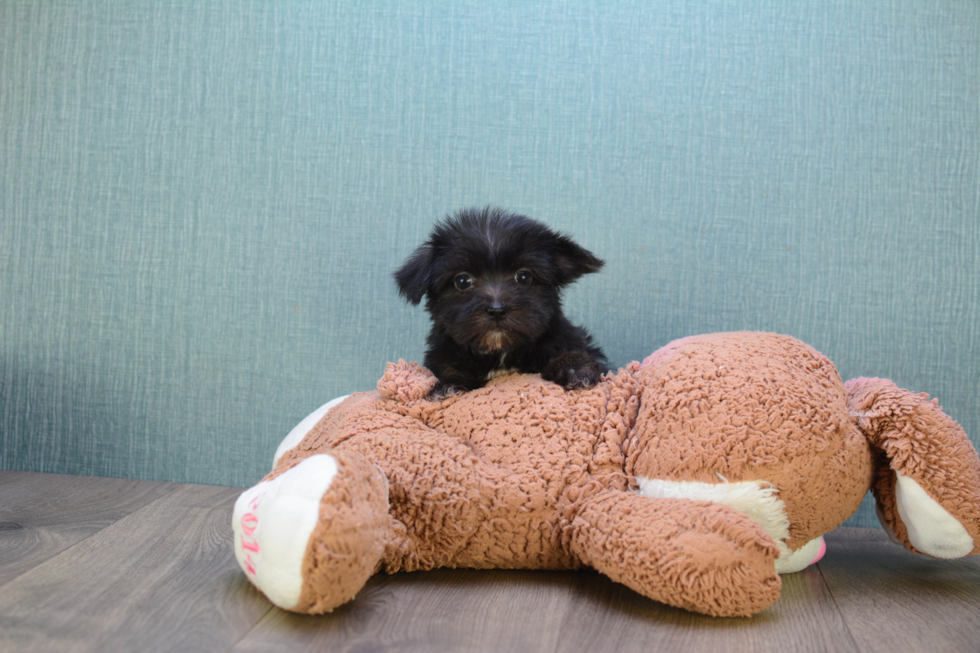 Sweet Morkie Baby