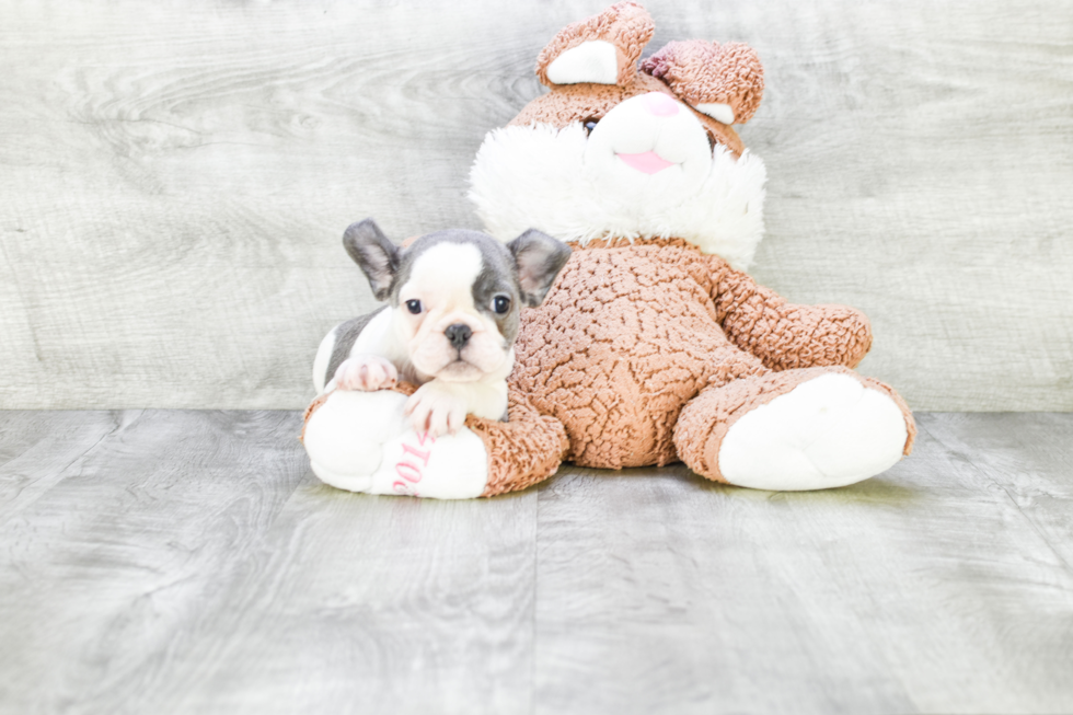 Playful French Bulldog Purebred Pup