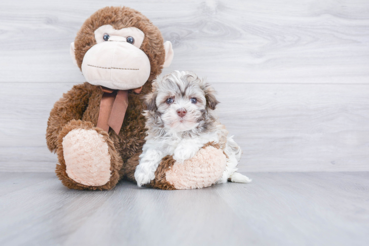 Hypoallergenic Havanese Purebred Pup