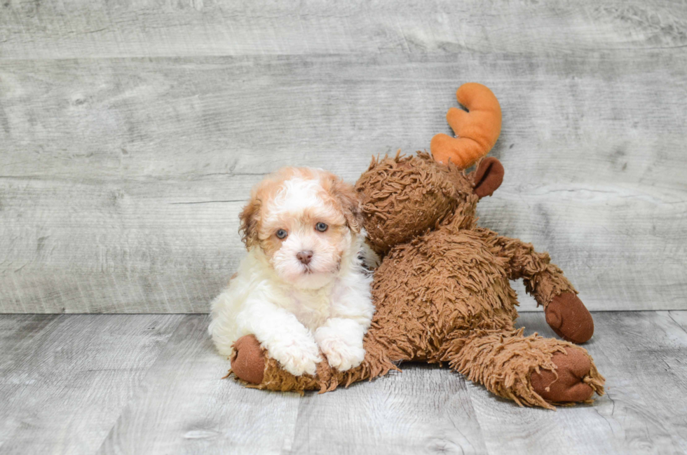 Best Havanese Baby