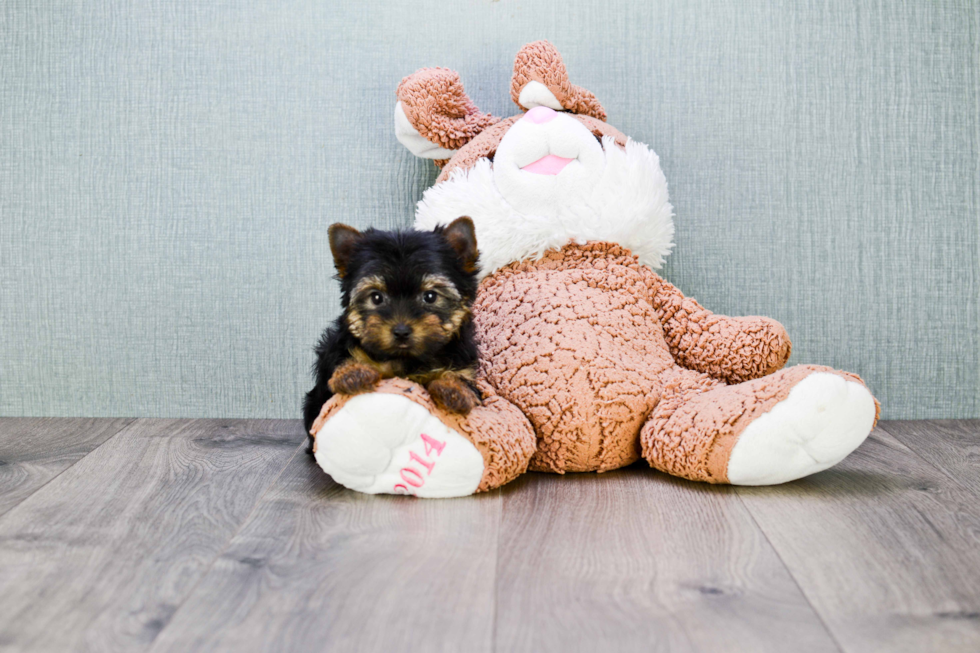 Meet Zoro - our Yorkshire Terrier Puppy Photo 