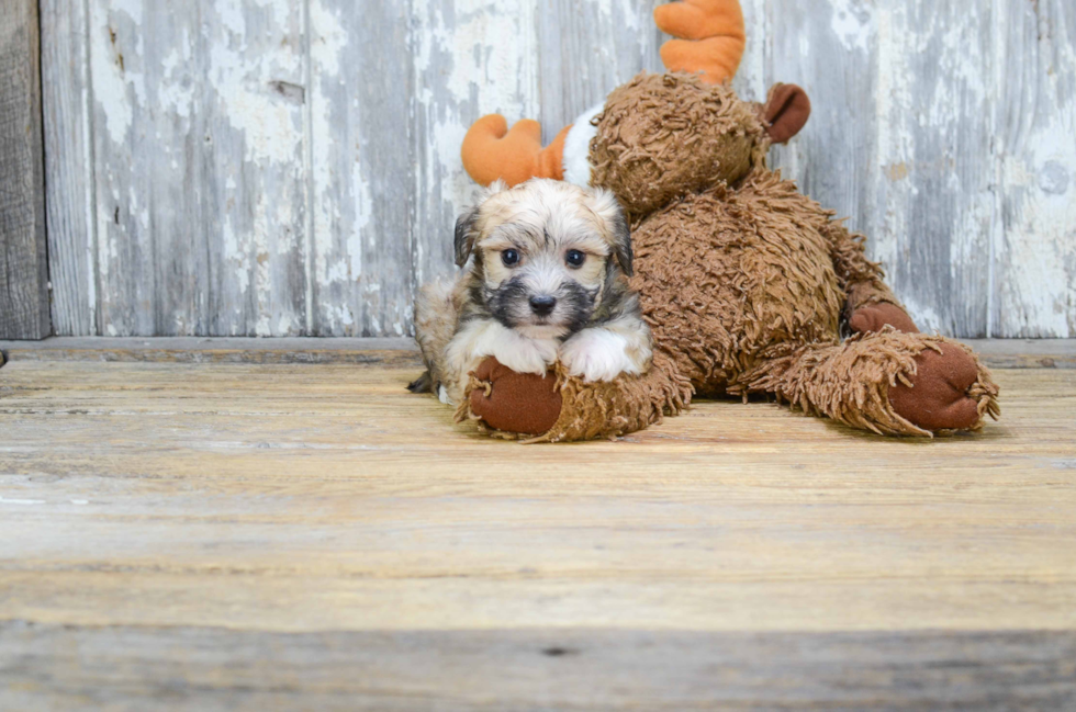 Small Morkie Baby