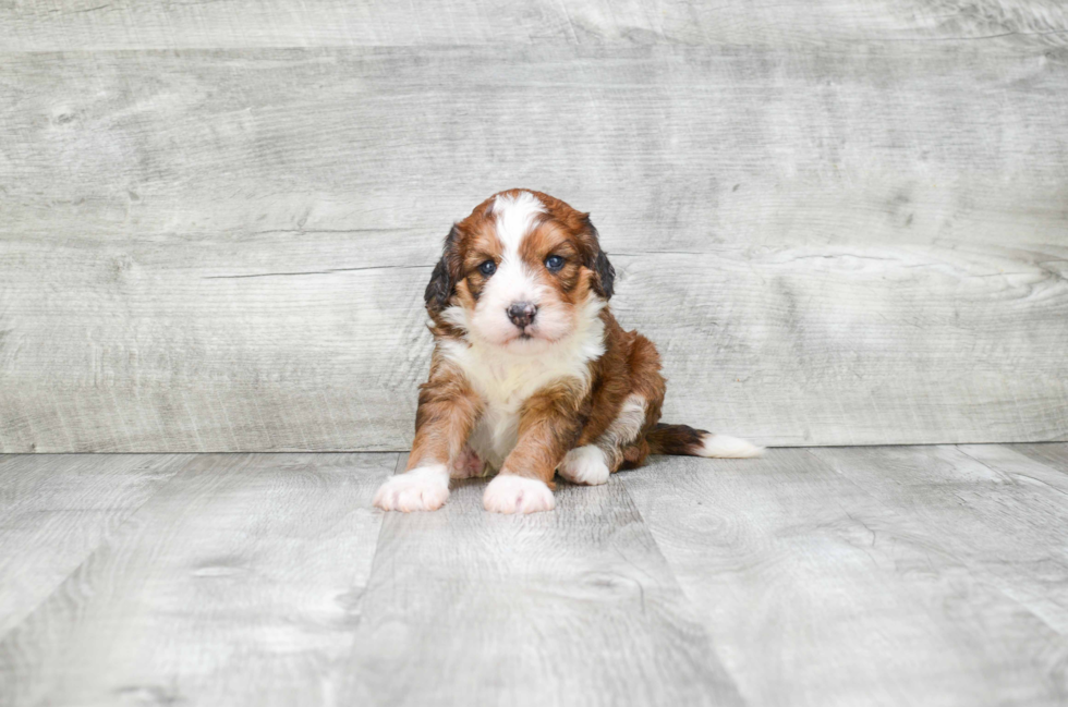 Best Mini Bernedoodle Baby