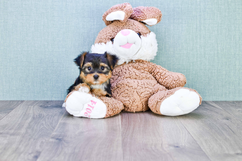 Meet Beyonce - our Yorkshire Terrier Puppy Photo 