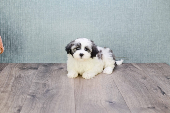 Hypoallergenic Havanese Purebred Pup