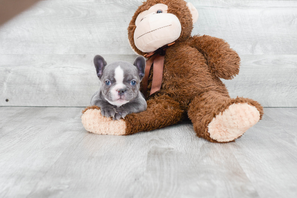 French Bulldog Pup Being Cute