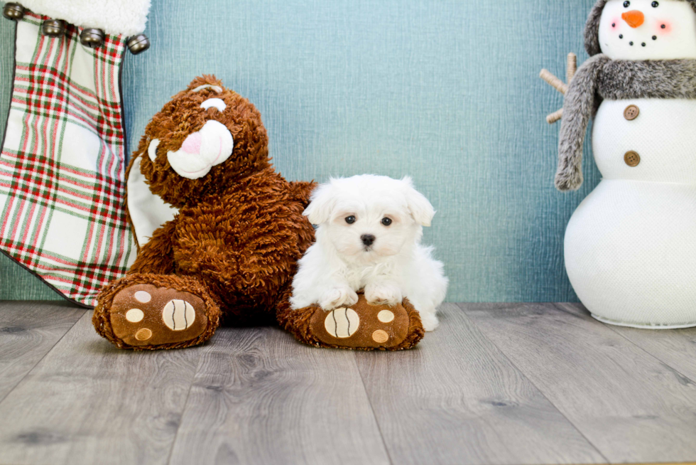 Fluffy Maltese Purebred Puppy