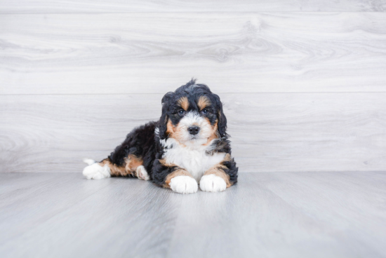 Smart Mini Bernedoodle Poodle Mix Pup