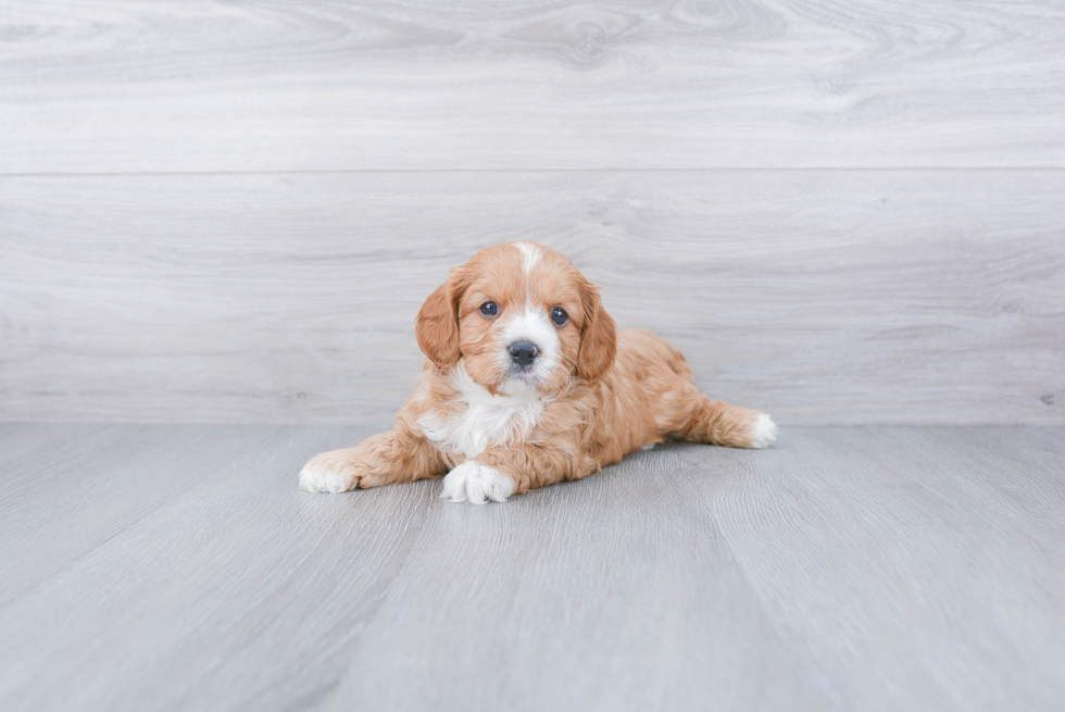 Funny Cavapoo Poodle Mix Pup