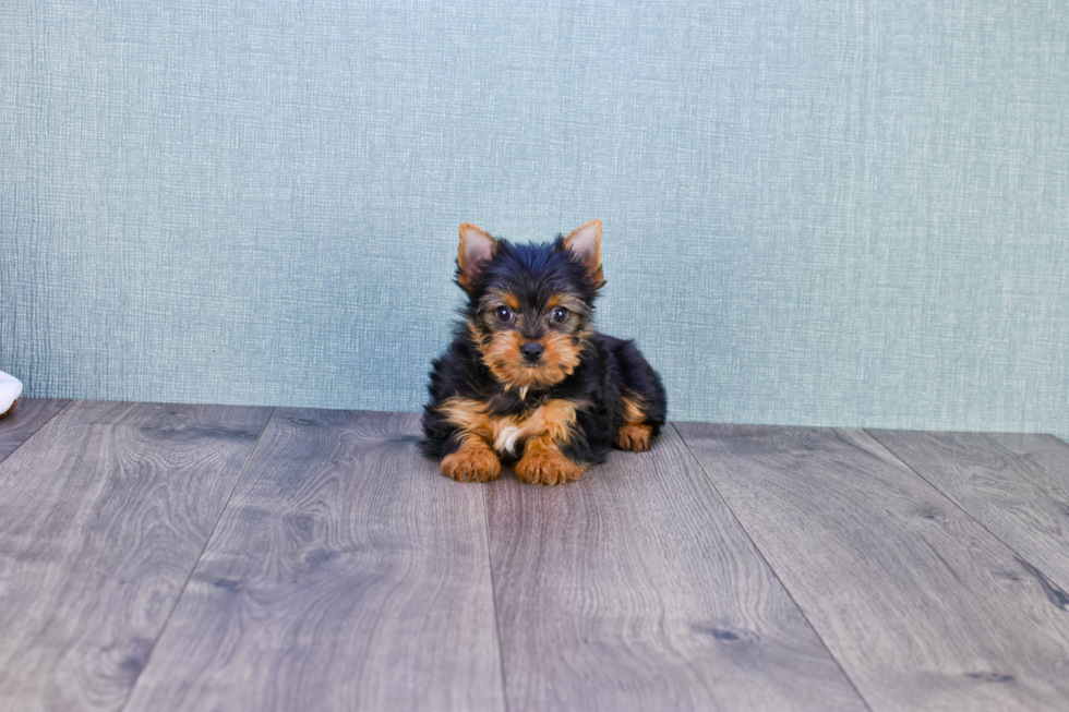 Meet Victoria - our Yorkshire Terrier Puppy Photo 