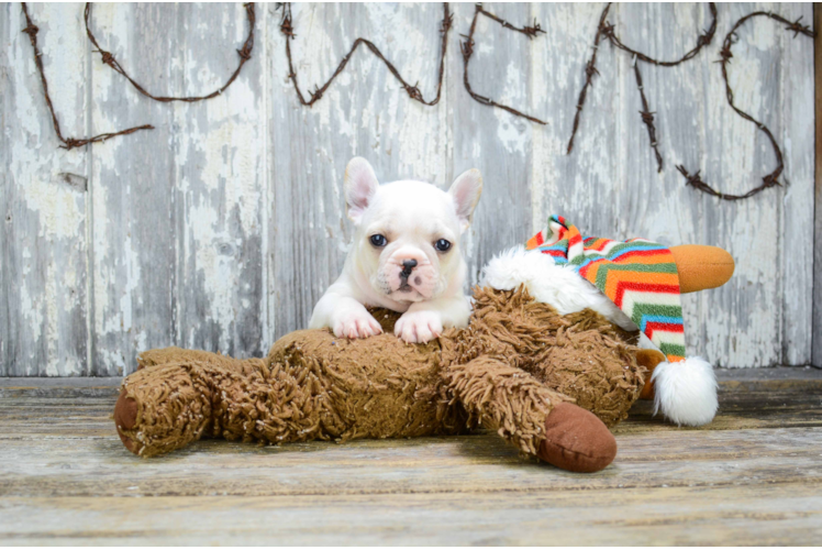 Best French Bulldog Baby